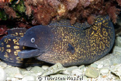 I took this picture during a one way dive at the north co... by Thorsten Kussel 